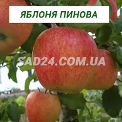 Саджанці яблуні Пінова