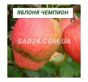Саджанці яблуні Чемпіон (раннезимий сорт), підщепа ММ106