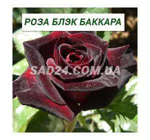Саджанці чайно-гібридної троянди Блек Баккара