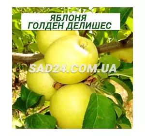 Саджанці яблуні Голден Делішес (карликові, М9)