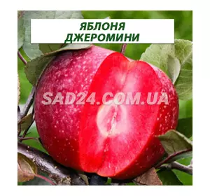 Саджанці яблуні Джероміні (осінній сорт), підщепа М9