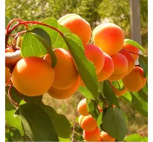 Саджанці абрикосу Оксамитовий