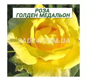 Саджанці чайно-гібридної троянди Голден Медальйон