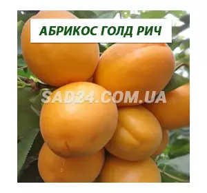 Саджанці абрикоса Голд Річ