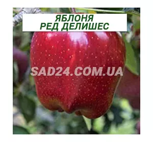 Саджанці яблуні Ред Делішес