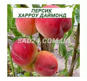 Саджанці персика Харроу Даймонд