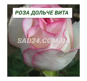 Саджанці чайно-гібридної троянди Дольче Віта