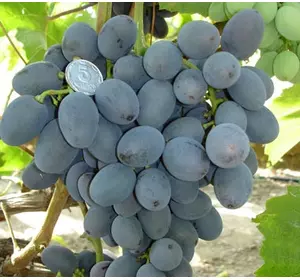 Саджанці винограду Гала