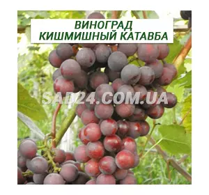 Саджанці винограду кишміш Катавба