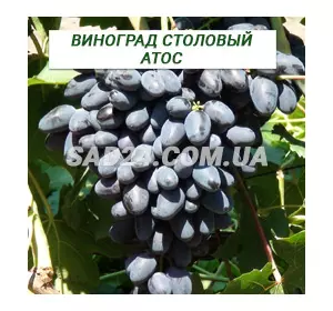 Саджанці винограду столового Атос