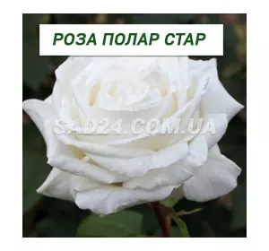 Саджанці чайно-гібридної троянди Полар Стар