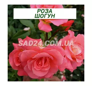 Саджанці плетистої троянди Шогун