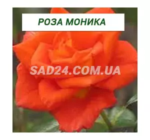 Саджанці чайно-гібридної троянди Моніка
