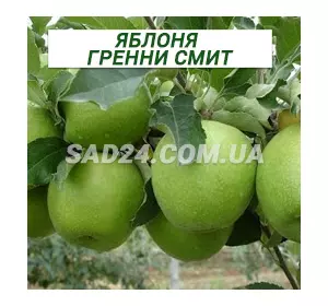 Саджанці яблуні Гренні Сміт
