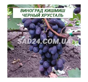 Саджанці винограду кишміш Чорний кришталь