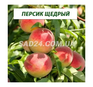 Саджанці персика Щедрий