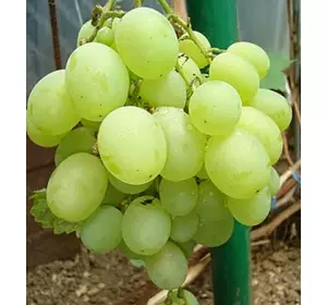 Саджанці винограду Талісман