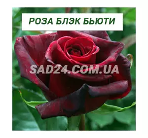 Саджанці чайно-гібридної троянди Блек Бьюті