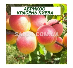 Саджанці абрикосу Красень Києва