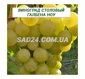Саджанці винограду столового Галбена Ноу