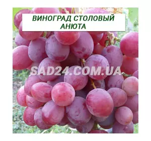 Саджанці винограду столового Анюта