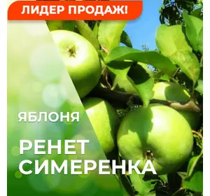 Саджанці яблуні Ренет Симеренка
