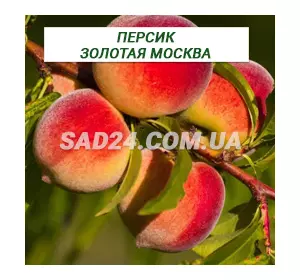 Саджанці персика Золота Москва