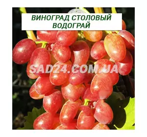 Саджанці винограду столового Водограй