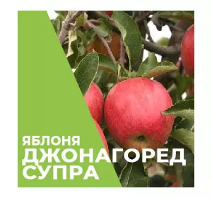 Саджанці яблуні Джонагоред Супра
