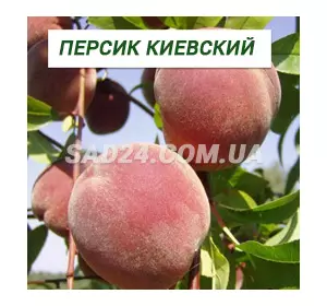 Саджанці персика Київський