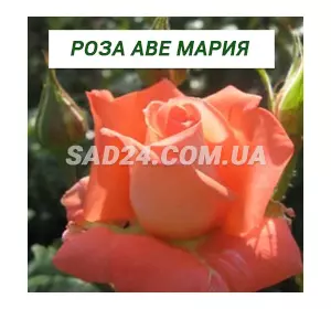 Саджанці чайно-гібридної троянди Аве Марія