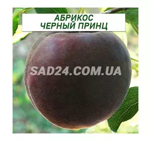 Саджанці абрикосу Чорний Принц (чорний абрикос)