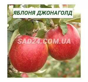 Саджанці яблуні Джонаголд