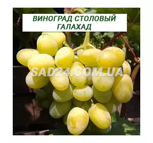 Саджанці винограду столового Галахад