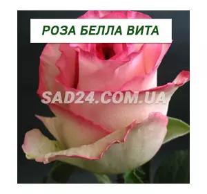 Саджанці чайно-гібридної троянди Белла Віта
