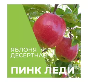 Саджанці яблуні Пінк Леді