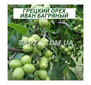Саджанці волоського горіха Іван Багряний однорічний
