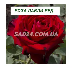 Саджанці чайно-гібридної троянди Лавлі Ред