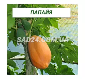 Саджанці папайї (40-80 см)