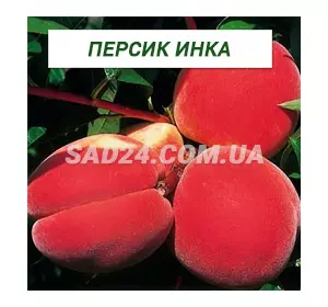 Саджанці персика Інка