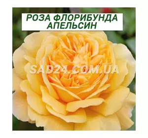 Саджанці троянд флорибунда Апельсин