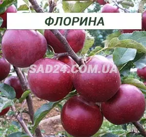 Саджанці яблуні Флоріна (зимовий сорт), підщепа М9