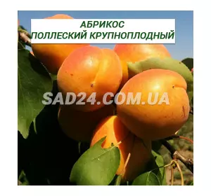Саджанці абрикоса Поліський великоплідний