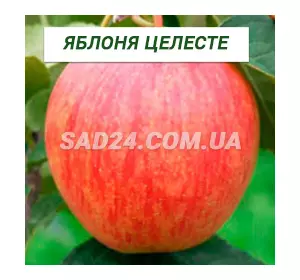 Саджанці яблуні Целесте