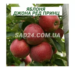 Саджанці яблуні Джона Ред Принц