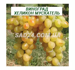 Саджанці винограду Хелікон мускатель