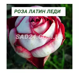 Саджанці чайно-гібридної троянди Латин Леді