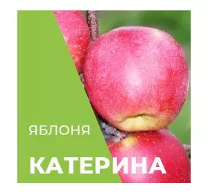 Саджанці яблуні Катерина