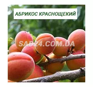Саджанці абрикоса Краснощокий