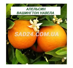 Саджанці апельсина Вашингтон Навела (20 – 30 см)